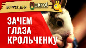 ?Почему у крольченка не открываются глаза. #макрол #макляк