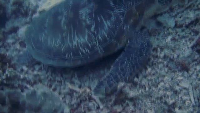 Тихая Спокойная Музыка Для Души| Музыка для отдыха| Музыка для сна смотреть онлайн