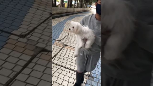 Doggy white so cute#short video #ofw life# смотреть онлайн