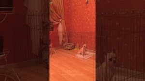 Вольер для чихуахуа