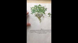 Ботаническое строение клубники (серия 1)