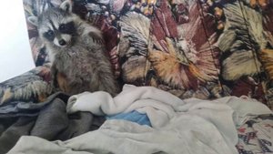 Не ШУТИТЕ с енотами. Енот нападает на своего хозяина!) The raccoon attacks its master!)