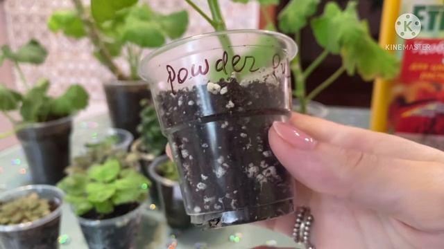 Покупки фиалок и пеларгоний. Уход за черенками и про удобрения. смотреть онлайн