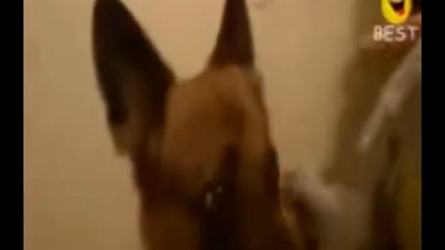 Набор роликов про чумовых животных смотреть онлайн