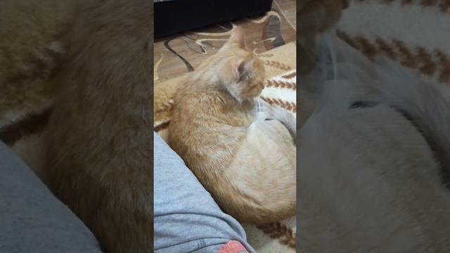 Муся. Месяц после стерилизации. Заключительная часть. смотреть онлайн