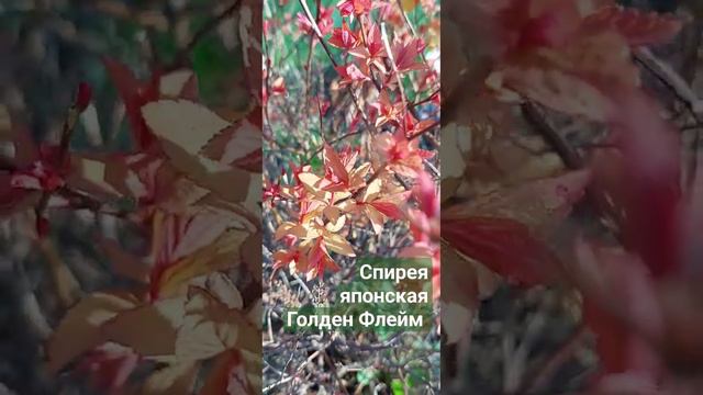 Спирея японская Голден Флейм смотреть онлайн