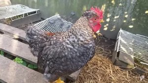 Цыплятам кур 2 месяца