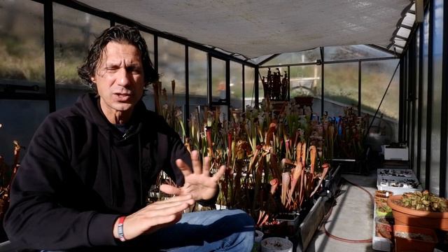 130. NUTRIMENTO ED INTEGRAZIONE ALIMENTARE PER PIANTE CARNIVORE COLTIVATE IN CASA O IN TERRARIO смотреть онлайн