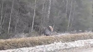 Нападение медведя на лося в северной Швеции