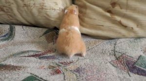 14 Интересных Фактов Про Хомяков