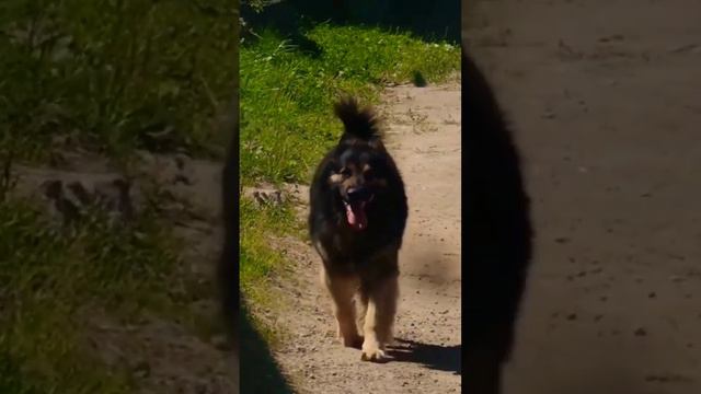 миша бездельничает настоящая сила хакуны мататы#лето#жизньпрекрасна#природа#прикроы#лето#собака смотреть онлайн