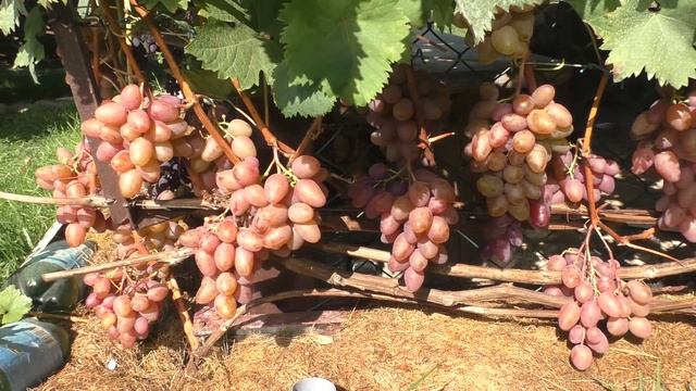 Аладдин - вкусный, красивый и надежный сорт винограда смотреть онлайн