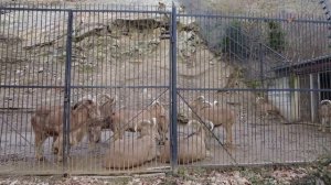 Зоопарк в Праге