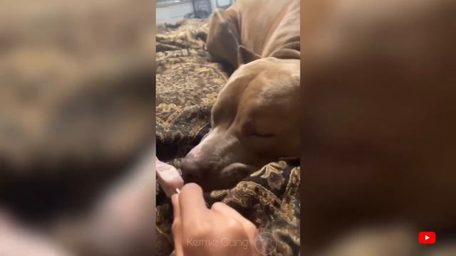 Животные №6 😁 BEST Funny Animals Videos 2024 🥰 #6