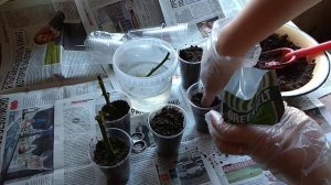 Как я черенкую розы в октябре месяце