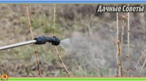 Полив смородины КИПЯТКОМ Нужно ли это делать и какие результаты он дает Советы Садовода и Огородник