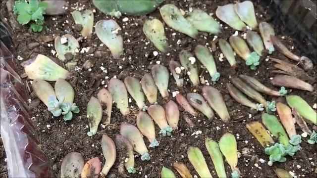 Succulent Propagation Mandala 3 Month Update // Angels Grove Co смотреть онлайн