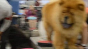 WDS-2016 CHOW CHOW перед рингом 2