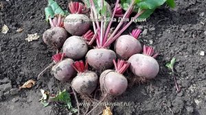 Когда выкапывать МОРКОВЬ и СВЕКЛУ?