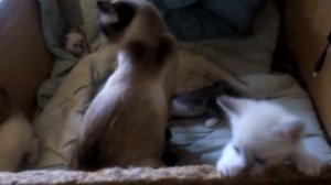 Сиамские котята