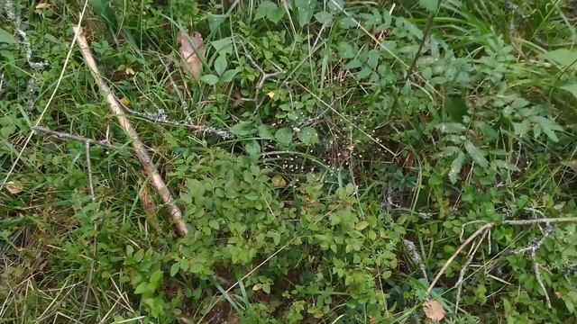 Жара 2021. Как повлияла на лесные ягоды в Тверской области смотреть онлайн