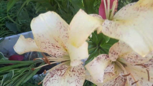 Глаза завидущие руки загребущие //Опять нахапала, на свою спину смотреть онлайн