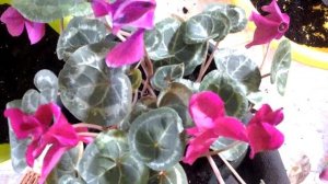 Цикламен - чемпион по длительности цветения - пересадка цикламена европейского и персидского