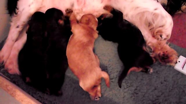 Valérie Ann x Solstice Baby' Girls смотреть онлайн