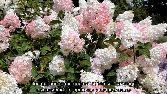 Гортензия Канделайт — описание и выращивание сорта в открытом грунте смотреть онлайн