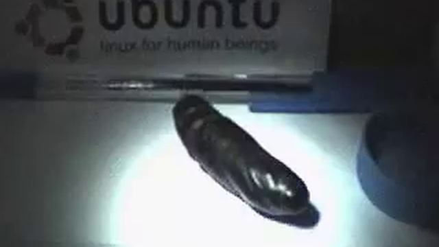 Acherontia atropos time-lapse смотреть онлайн