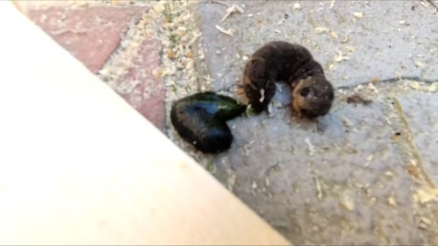 Сращивание (соединение) доборов. Установка дверных доборов. смотреть онлайн