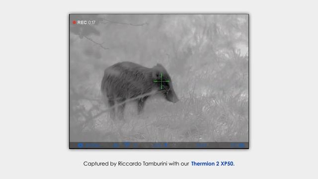 Wild boar close-up | Thermion 2 XP50 | By Riccardo Tamburini смотреть онлайн