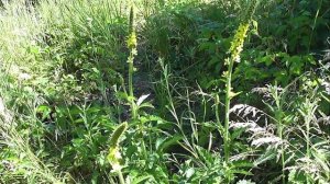 НЕМНОГО БОТАНИКИ: Репешок обыкновенный