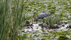 серая цапля.mp4