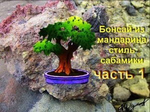 1.Бонсай из мандарина  стиль САБАМИКИ формировка часть 1 Mandarin bonsai age old SABAMIKI