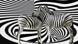 Зебра -пара .Анимация, графика .Zebra - couple. Animation, graphics.