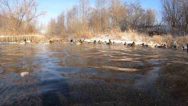 ЛианозовскийПитомник GP6 4k50fps Кряквы и СвМанд близко ОТЛИЧНО смотреть онлайн