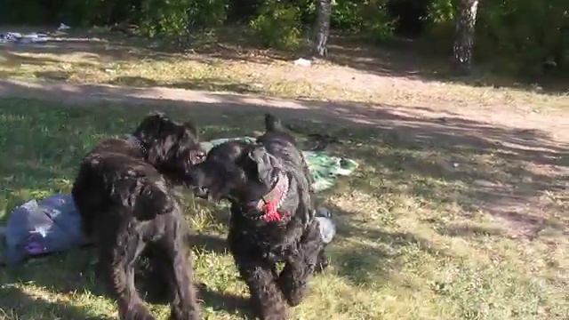 Соцветие Бумбараш и Мафия смотреть онлайн