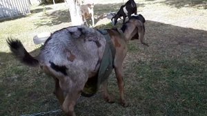 Зоб у козы// козлик