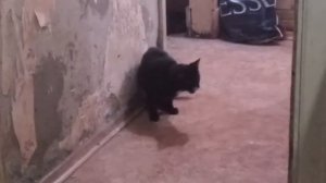 Кошка бегает за хвостом