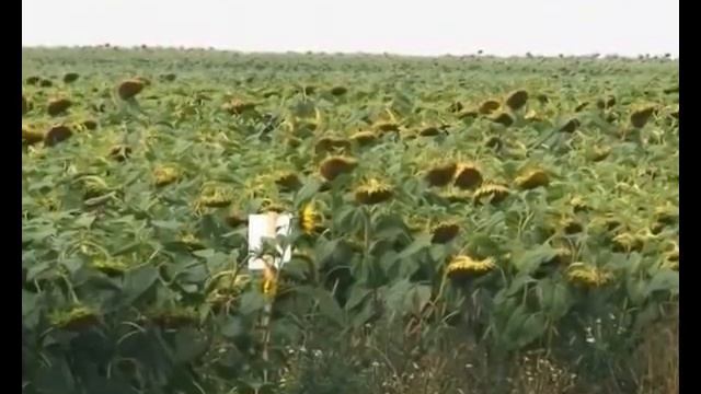 "РусАгро" откроет 8 свинокомплексов