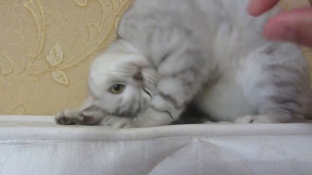Кот танцует под музыку/ПРИКОЛЫ С ЖИВОТНЫМИ