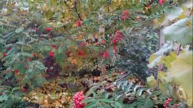 Рябина в саду №23 смотреть онлайн