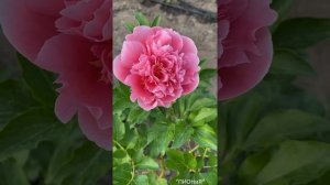 Etched Salmon| Пион Этчед Салмон| Пионы почтой|  Пионы в саду|  Ландшафтный дизайн| Peony