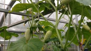 Огурец БЕЛЫЙ АНГЕЛ. Огурцы в мешках 2017. Cucumber WHITE ANGEL. Cucumbers in bags 2017.