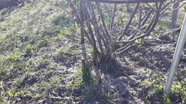 Как избавиться от почкового клеща, улиток под кустами на чёрной смородине. смотреть онлайн