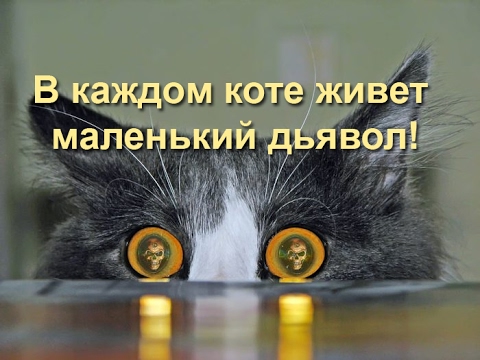В каждом коте есть нечто демоническое