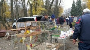 09.11.19 Выставка ПТИЦ  г.Днепр :))) В главной роли сипуха Бублик и ястреб Даша:)))