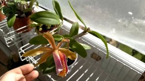 Цветение орхидеи каттлея (Cattleya forbesii)