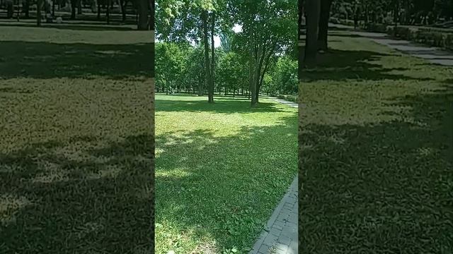 Вороны-подростки гуляют в парке смотреть онлайн